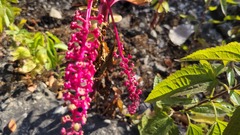 Phytolacca americana