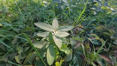 Asclepias syriaca
