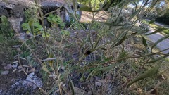 Pyrrharctia isabella