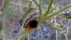 Pyrrharctia isabella