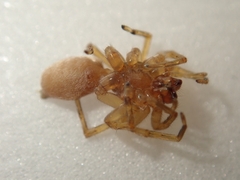 Cheiracanthiidae