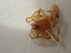 Cheiracanthiidae