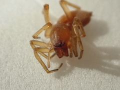 Cheiracanthiidae
