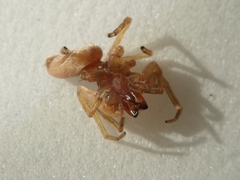 Cheiracanthiidae