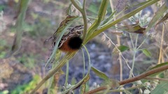 Pyrrharctia isabella