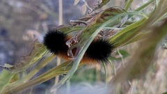 Pyrrharctia isabella