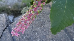 Phytolacca americana