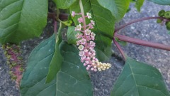Phytolacca americana