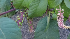 Phytolacca americana