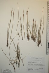 Sisyrinchium mucronatum