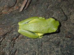 Ranoidea chloris