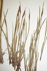 Sisyrinchium mucronatum