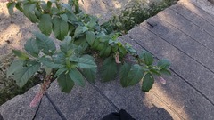 Phytolacca americana