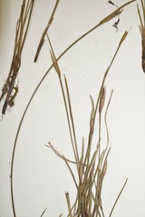 Sisyrinchium mucronatum
