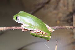 Callimedusa tomopterna