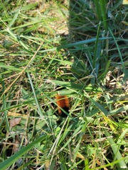 Pyrrharctia isabella