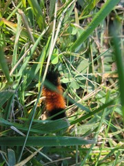 Pyrrharctia isabella