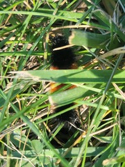 Pyrrharctia isabella