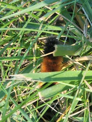 Pyrrharctia isabella