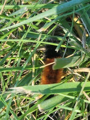 Pyrrharctia isabella