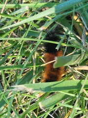 Pyrrharctia isabella