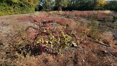 Phytolacca americana