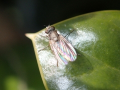 Schizophora