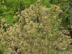 Tessaria integrifolia