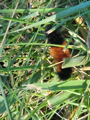 Pyrrharctia isabella