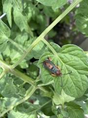 Eichlinia cucurbitae