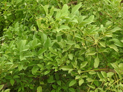 Erythrina crista-galli