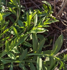 Ratibida columnifera