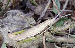 Neorthacris