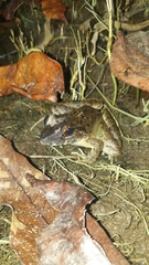 Limnonectes blythii