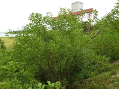 Erythrina crista-galli
