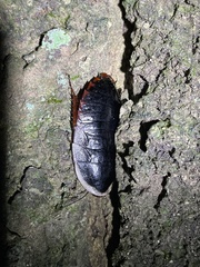 Opisthoplatia orientalis