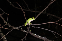 Phyllomedusa tarsius