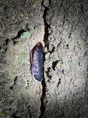 Opisthoplatia orientalis