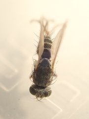 Schizophora