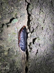 Opisthoplatia orientalis