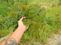 Albizia inundata
