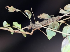 Lebeda nobilis