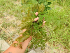 Albizia inundata