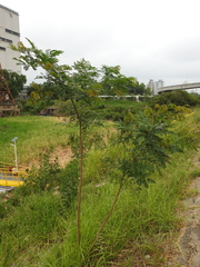 Albizia inundata