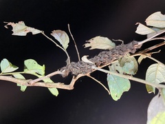 Lebeda nobilis