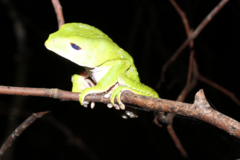 Phyllomedusa tarsius