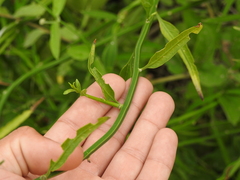 Solanum amygdalifolium