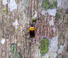 Chauliognathus expansus