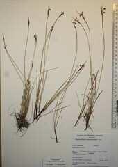 Sisyrinchium mucronatum