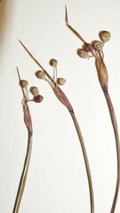 Sisyrinchium mucronatum